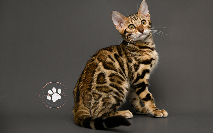 Bengal kitten for sale